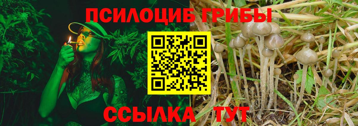 Бузулук  Псилоцибиновые грибы Psilocybine cubensis  Вход с VPN 